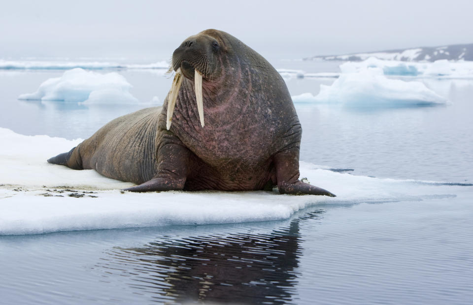 A walrus