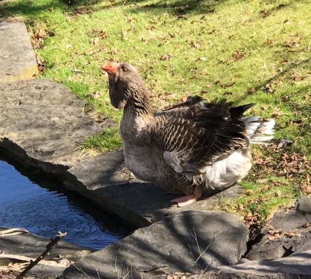 The Friends of the Public Gardens