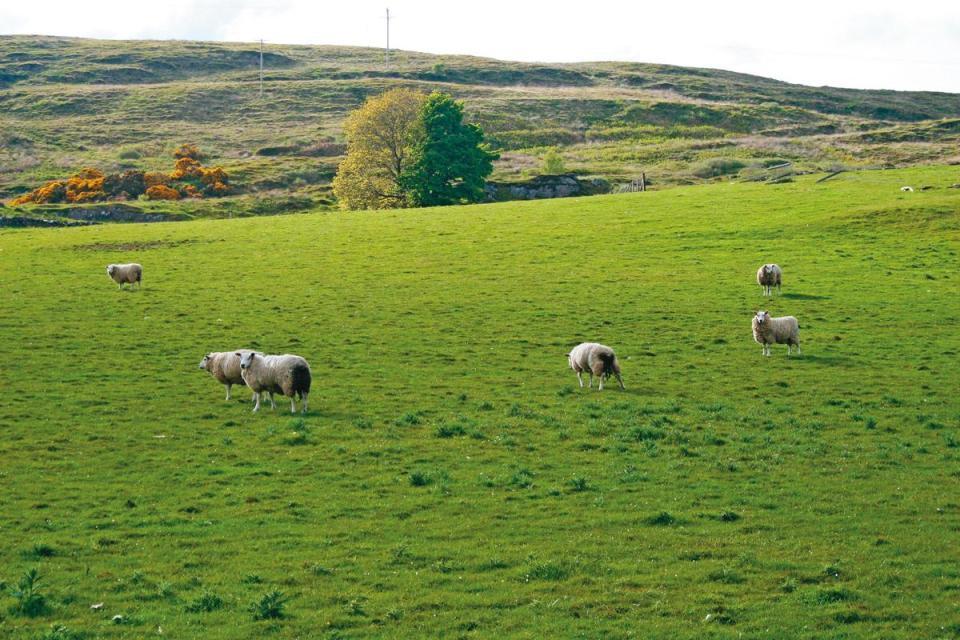 在艾雷島拍攝的這個畫面似曾相識，就像村上春樹那本著作《如果我們的語言是威士忌》的封面場景氛圍，綠草上幾隻不是很白的白綿羊。