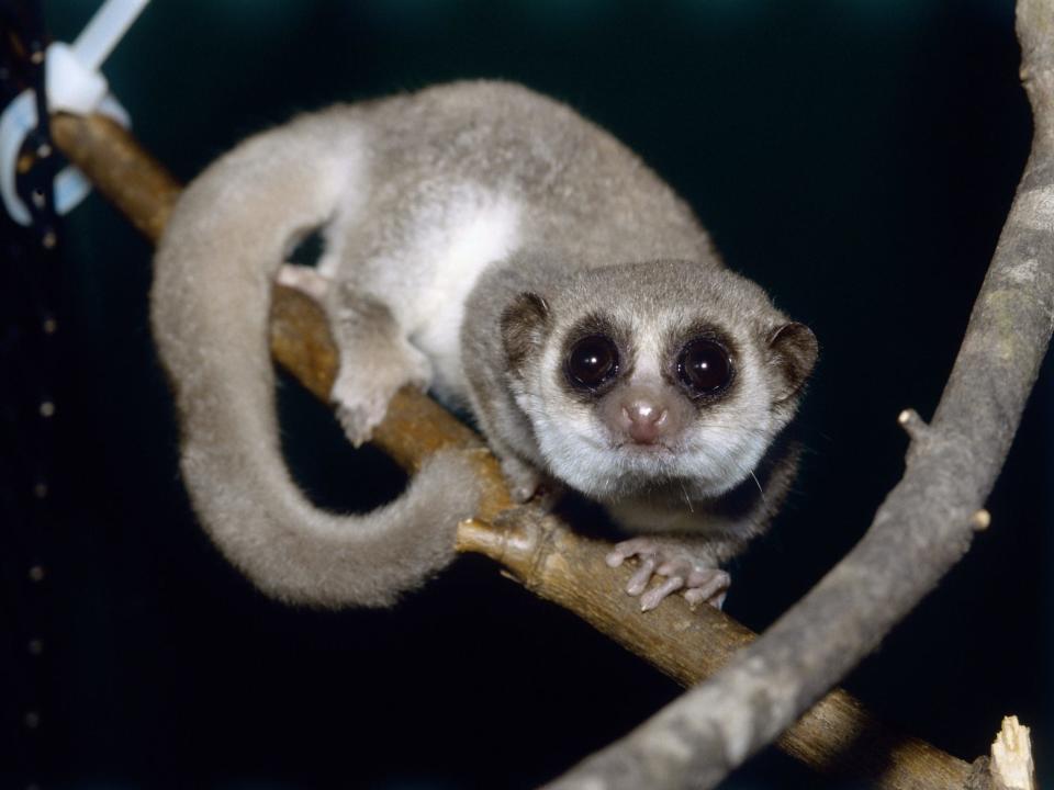 fat-tailed Dwarf Lemur