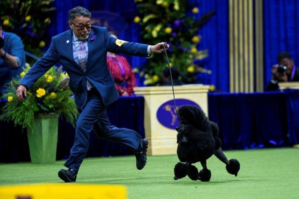 Sage, a Miniature Poodle from Houston, Texas, wins the Best in Show Group during the 148th Westminster Kennel Club Dog Show at the USTA Billie Jean King National Tennis Center, in New York City, New York, U.S., May 14, 2024.