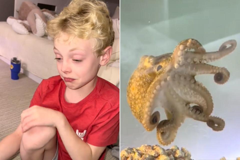 <p>Cameron Clifford/TikTok</p> Cal crying over transporting octopi (L), Terrance the Octopus (R)