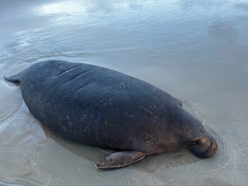 A manatee rests on the beach on Ponce Inlet on Tuesday morning.