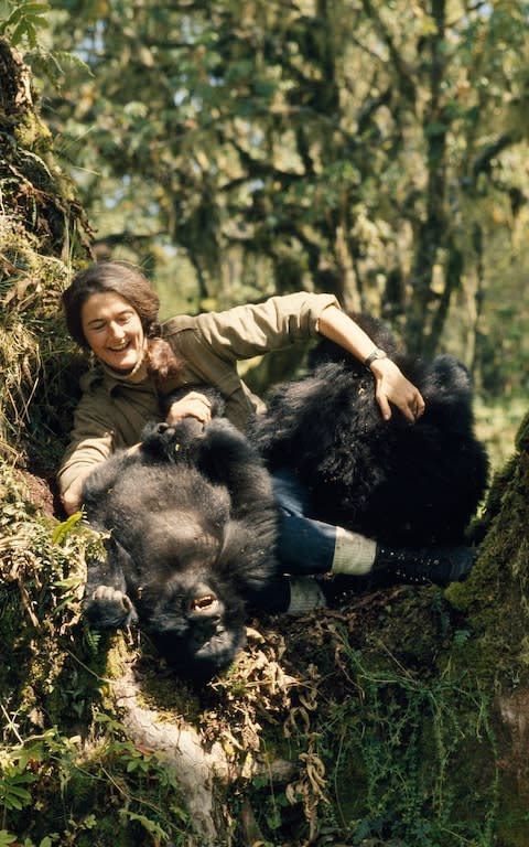 The real Dian Fossey plays with two young mountain gorillas - Credit: Robert IM Campbell/National Geographic