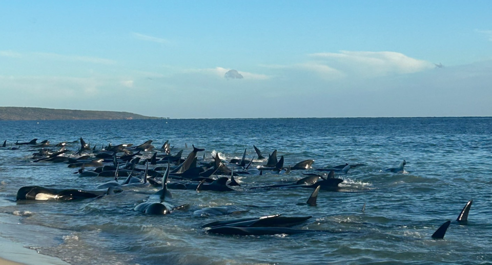 Between 50 and 100 pilot whales seen stranded near Dunsborough, Western Australia. Source: DBCA