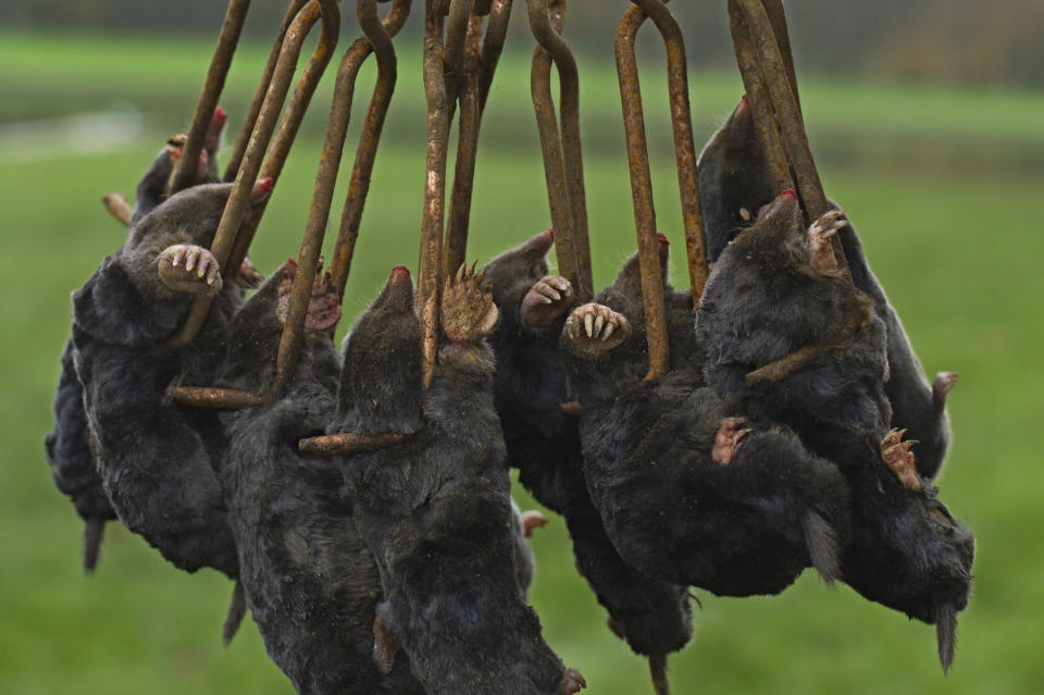 Frozen moles, previously caught in an unspecified location, are displayed for the photographer by molecatcher Jerome Dormion in the park of the Chateau de Versailles, west of Paris, Thursday, Nov. 15, 2012. The king is dead, but the molecatcher lives on. Jerome Dormion even signs SMS messages: “Molecatcher to the king.” It’s been over two centuries since Louis XVI was guillotined on Paris’ Place de la Concorde, but the job of hunting the underground rodent that so troubled French monarchs on the grounds of the Versailles palace still exists. (AP Photo/Thibault Camus)