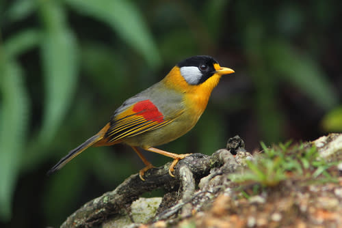 ▲馬來西亞雨林中，蘊藏豐富的鳥類生態資源。（圖/shutterstock）