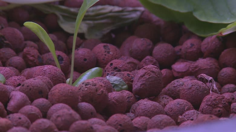 Summerside Makerspace growing greens with aquaponics