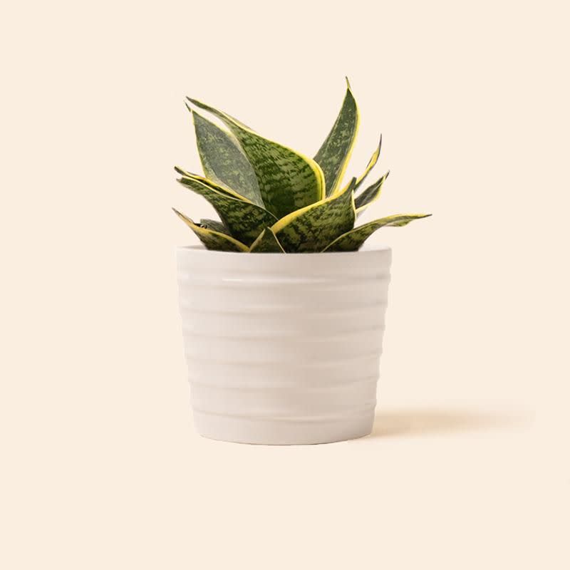 2) Snake Plant