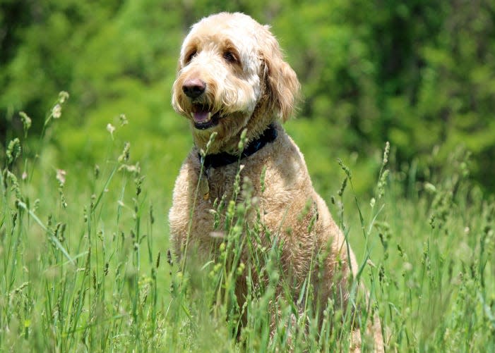 Goldendoodles are often selected as school therapy dogs.