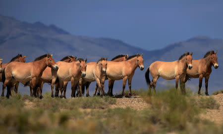 A herd of endangered Przewalski horses are seen at the Takhin Us National Park in the south-west part of ongolia, July 16, 2012. REUTERS/Petr Josek/Files