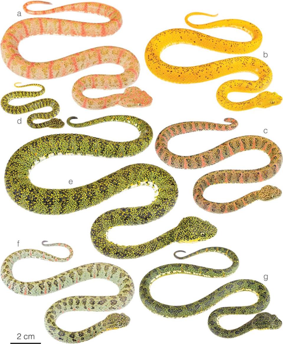 Several Bothriechis hussaini, or Hussain’s eyelash pit vipers.