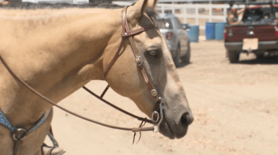 Lakewood Equestrian Center