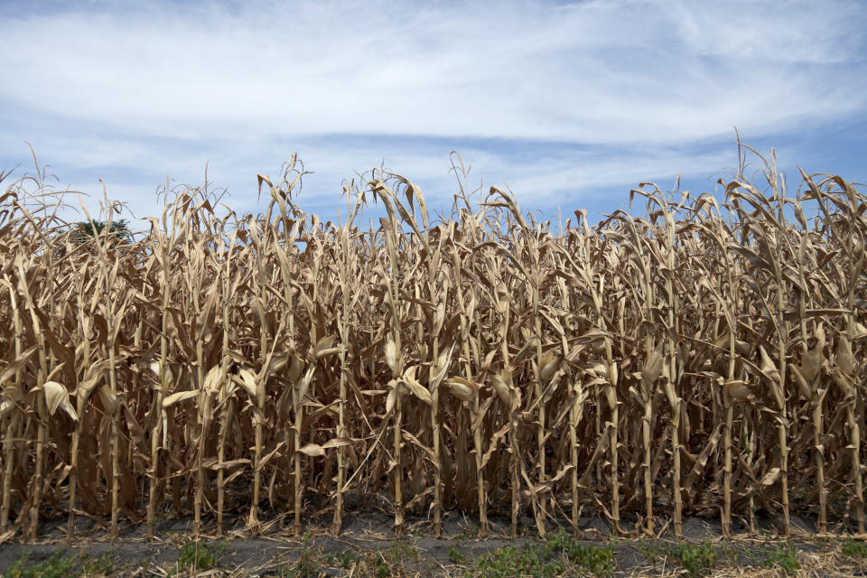 This photo from July 31, 2012 shows dried corn plants in Yutan, Neb. U.S. corn growers could have their worst crop in a generation as the harshest drought in decades takes its toll, the government reported Friday, Aug. 1, 2012, as it forecast the lowest average yield in 17 years.  (AP Photo/Nati Harnik, File)