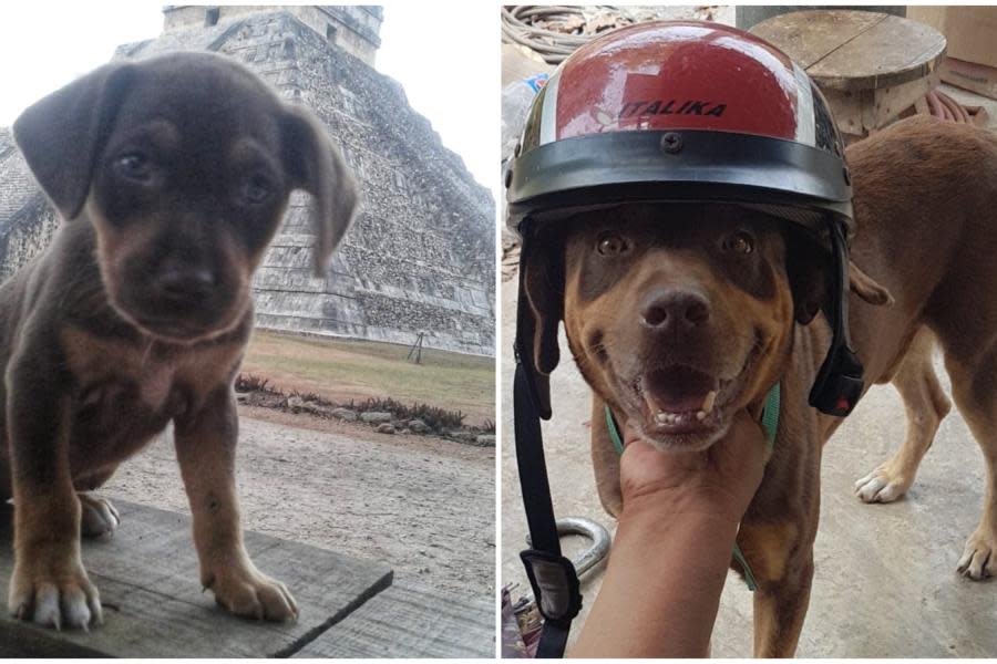 ¡Una triste pérdida! Muere Duke, perro guardián del Chichen Itza