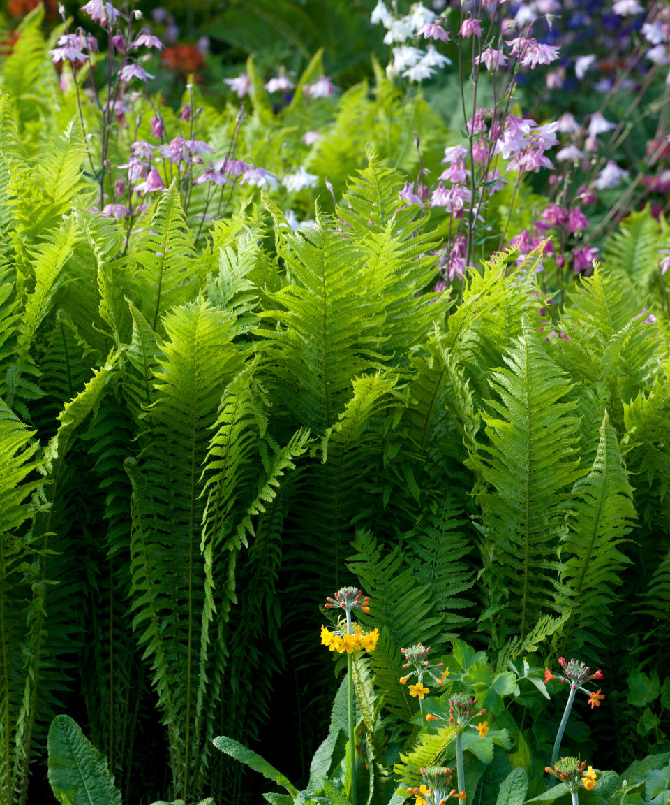 ferns growing with other flowers in a garden border