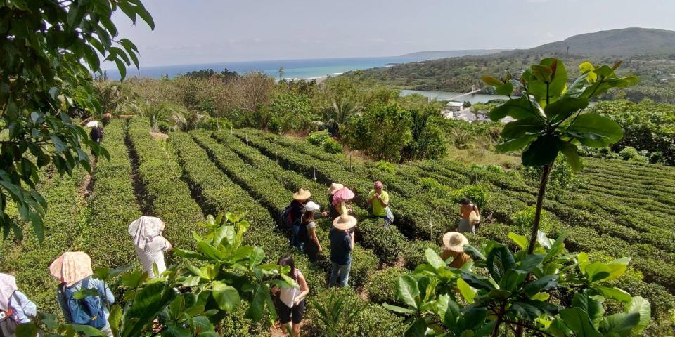 港口採茶體驗，海景一色。（墾管處提供）