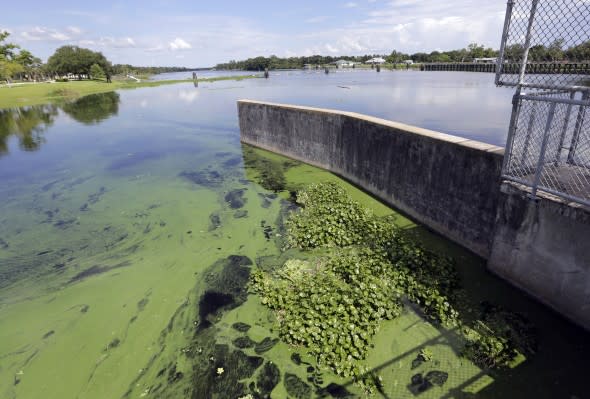 Algae bloom in Florida - AP Photo