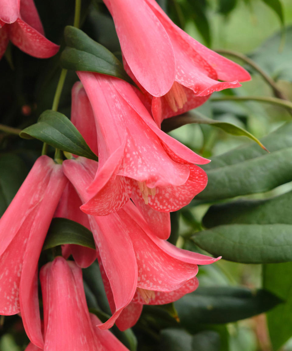 Chilean bellflower (Lapageria rosea)