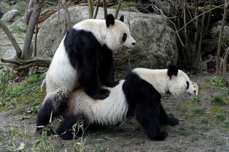 Two giant pandas mate in the zoo of Schoenbrunn in Vienna, Austria, March 23, 2016. REUTERS/Tiergarten Schonbrunn/Norbert Potensky/Handout via Reuters