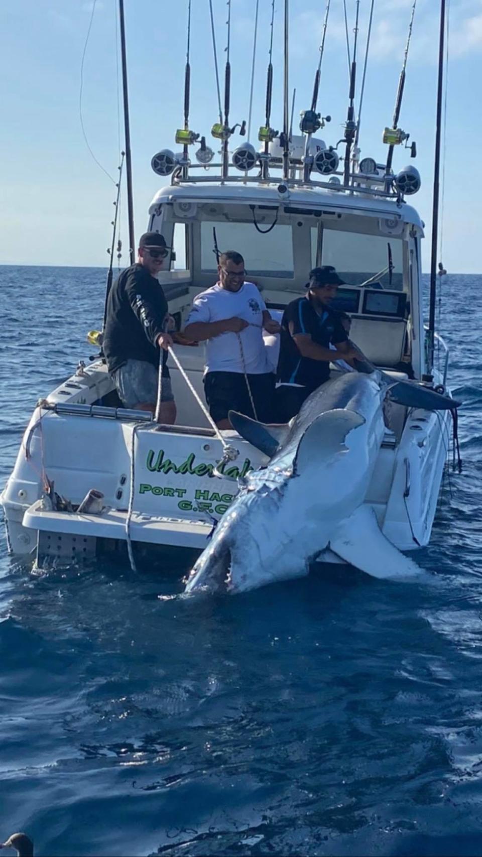 A large shark on the back of a Sydney fishing boat with three men hauling it up.