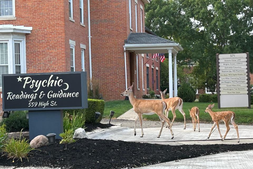 Family of four Whitetail deer explore downtown Worthington, undaunted by passersby. Experts say humans are responsible for their surge by intentionally, or unwittingly, contributing to their food sources.