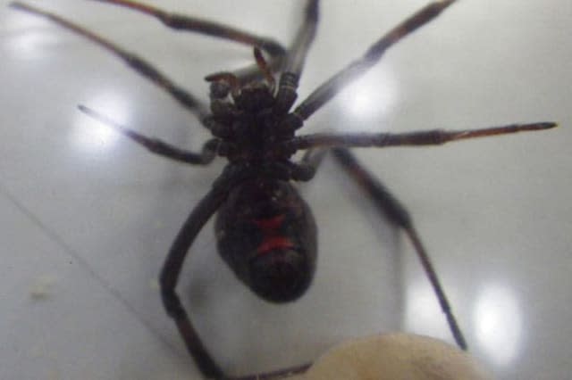 Black Widow spider tries to sneak onto plane to UK