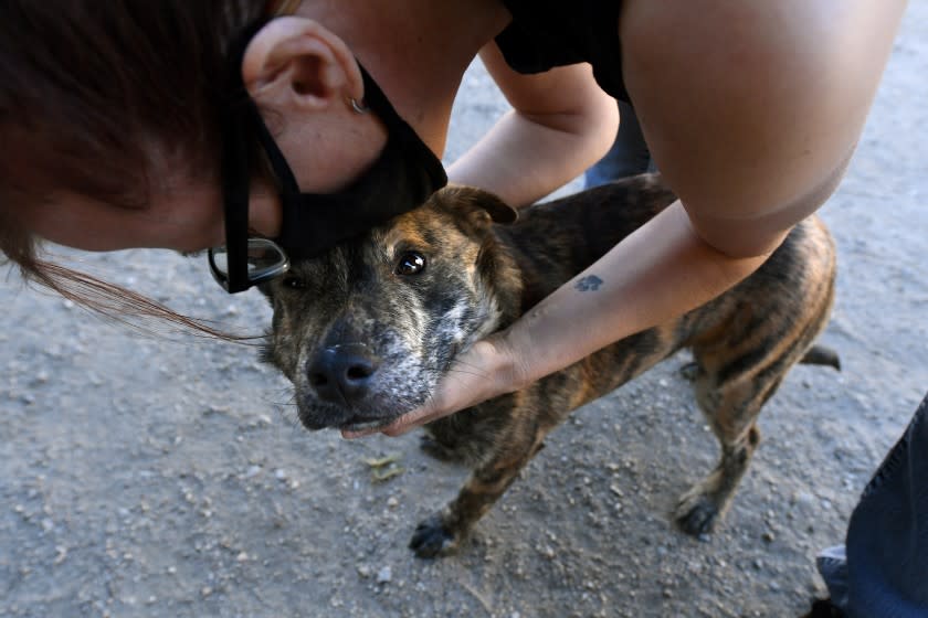 MISSION HILLS, CALIFORNIA JANUARY 18, 2021-Michelle Sathe, public relatioins manager, kisses an 8-month old mixed breed dog that is up for adoption at Best Friends Lifesaving Center in Mission Hills. (Wally Skalij/Los Angeles Times)