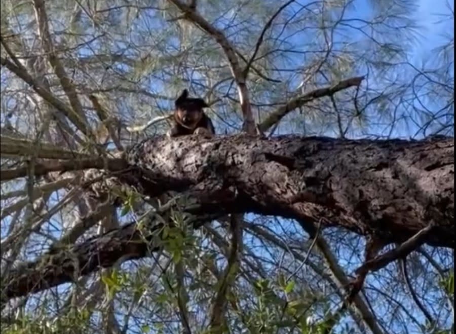 Dog stuck up tree