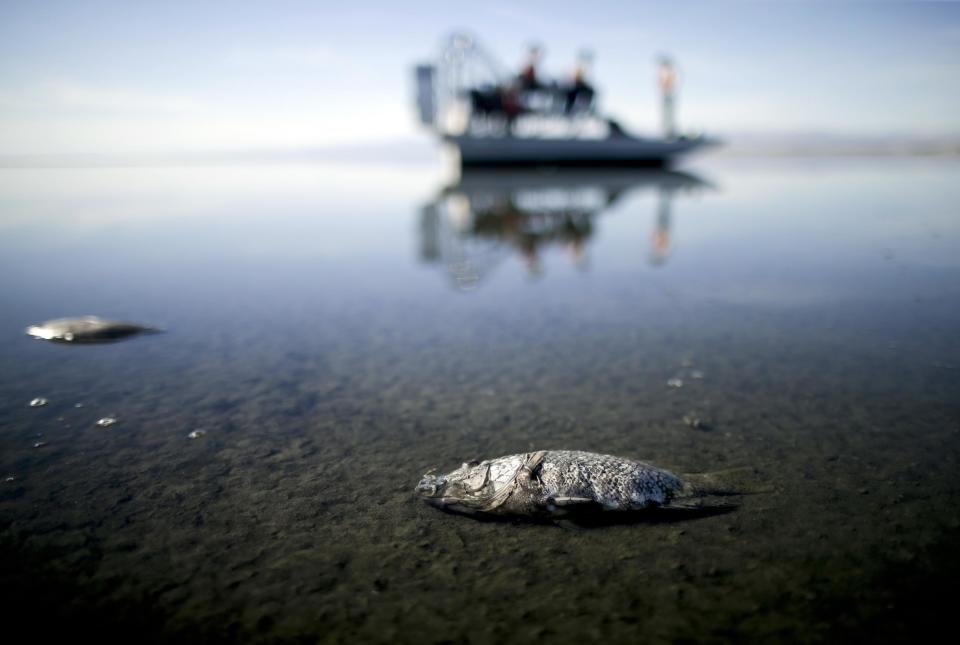 FILE - In this April 29, 2015 file photo oxygen-starved tilapia floats in a shallow Salton Sea bay near Niland, Calif. California officials have proposed spending nearly $400 million over 10 years to slow the shrinkage of the state's largest lake. Gov. Jerry Brown's administration on Thursday, March 16, 2017 unveiled a plan to build ponds on the northern and southern ends of the Salton Sea. It's expected to evaporate at an accelerated pace starting next year when the San Diego region no longer diverts water to the desert region. (AP Photo/Gregory Bull, File)