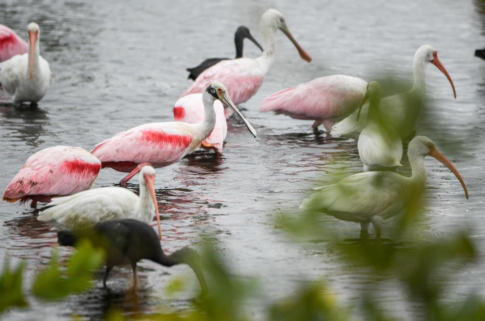 Roseate Spoonbills feed alongside white and glossy Ibis at the Merritt Island National Wildlife Refuge on Jan. 4, 2024. Craig Bailey/FLORIDA TODAY via USA TODAY NETWORK