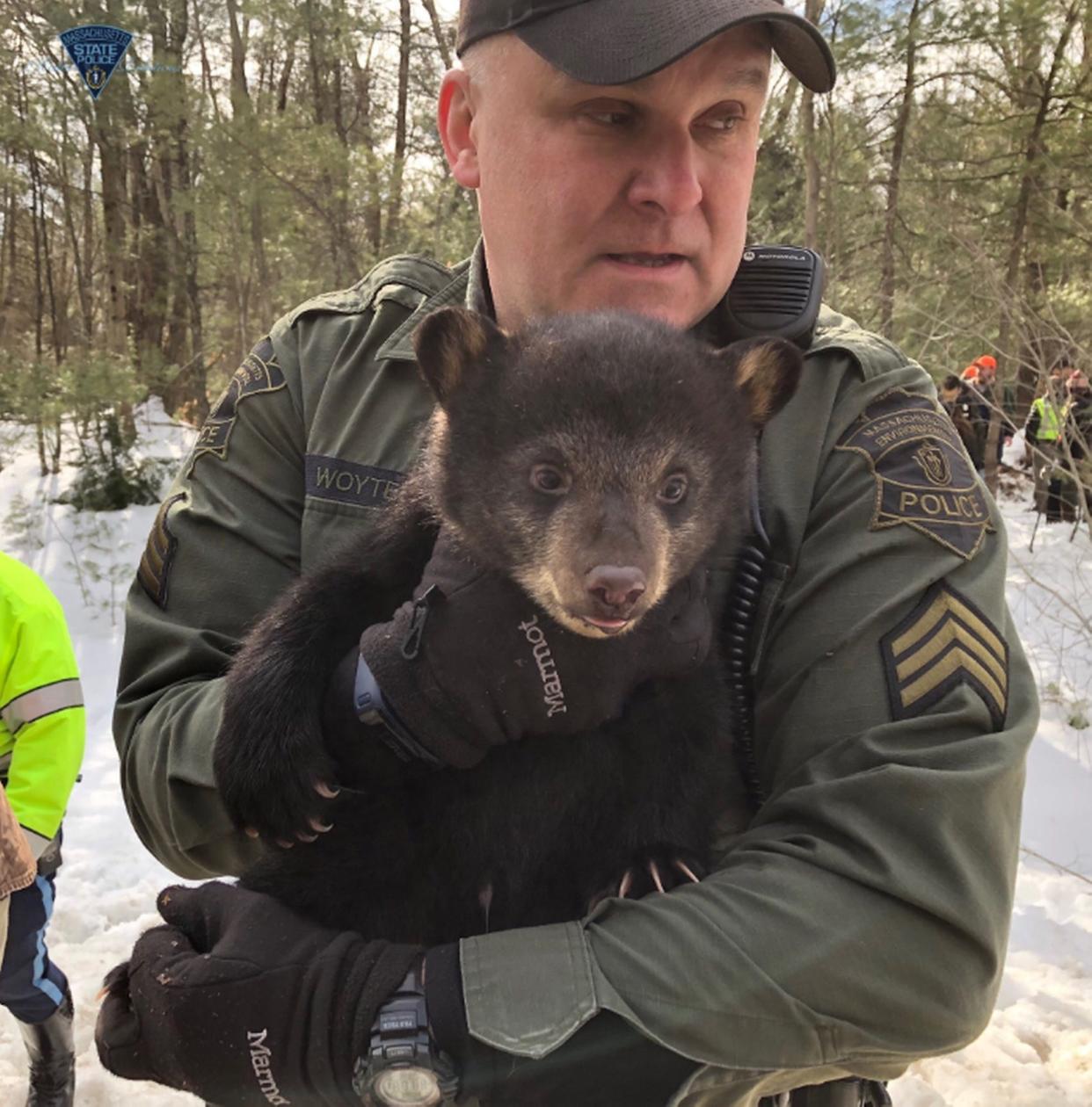 In this file photo, a mother bear and cubs in Templeton are being moved to a state forest Thursday. [Photo/Massachusetts State Police]