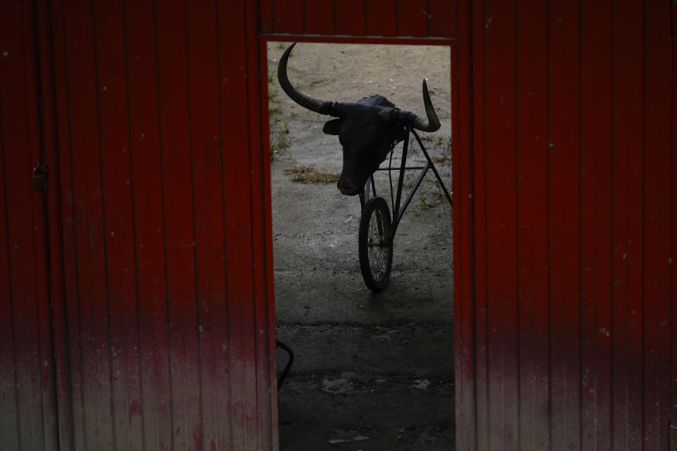 Una recreación de la cabeza de un toro que sirve para la práctica de los toreros, en la entrada de la plaza de toros de Choachí, Colombia, el sábado 22 de junio de 2024. (AP Foto/Fernando Vergara)