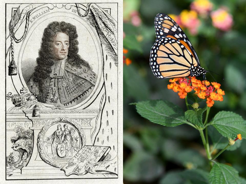 Many believe monarch butterflies were named after William III, popularly known as William of Orange.