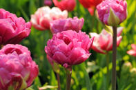 The Keukenhof site plays host to flowers of many different varieties. (Caters News)
