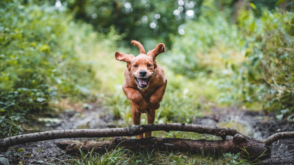 fox red labrador jumping log in forest