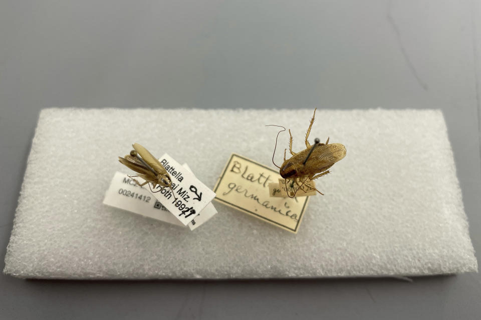 This photo provided by Qian Tang shows a German cockroach and an Asian cockroach, specimens from Harvard Museum of Comparative Zoology, Friday, May 17, 2024, in Cambridge, Mass. A new study, published Monday, May 20, in the journal Proceedings of the National Academy of Sciences, tracks how cockroaches spread around the globe to become the survival experts we know today. (Qian Tang via AP)