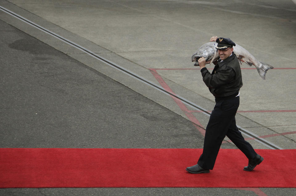 Alaska Airlines Capt. Trent Davey carries a 55 lb. Copper River King Salmon down a red carpet, Friday, May 18, 2012, after he flew the annual first air shipment of the prized salmon in from Alaska early Friday morning in Seattle. Copper River salmon are prized for their high oil content and flavor. They typically bring the highest prices at restaurants and fish markets. (AP Photo/Ted S. Warren)