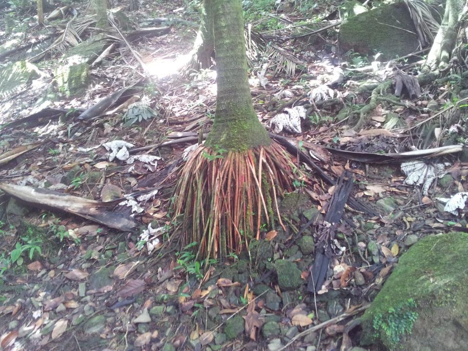 Roots of P. montana in El Yunque