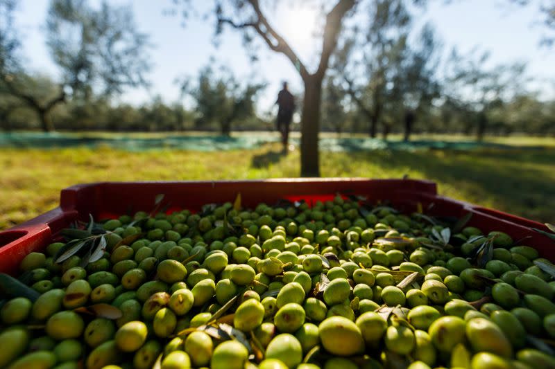 Olives are seen during harvest at Manenghetti farm in Bale