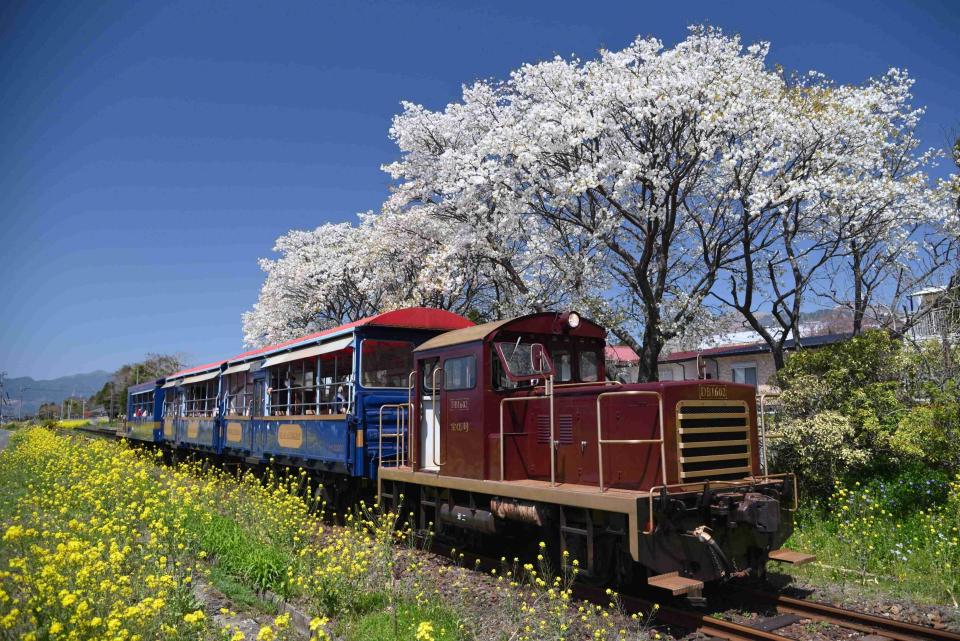 觀光小火車（トロッコ列車）