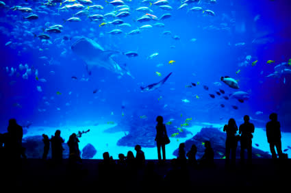 Visit the Aquarium