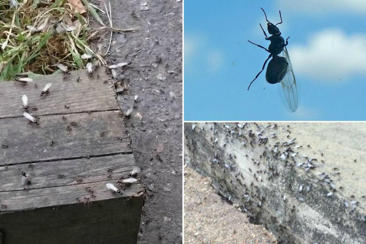 Every year swarms of flying ants sweep across the country: @dcjoivil/@JimothyJ/@kikistclair