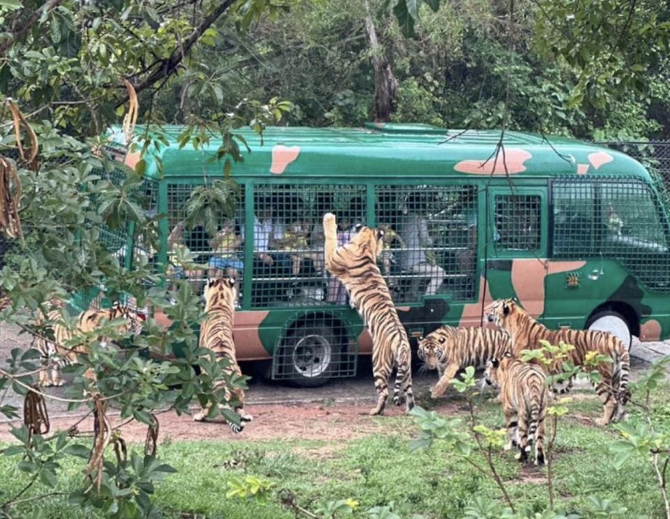 深圳旅遊｜深圳野生動物園門票46折快閃優惠！人均$99起！觀賞300多種珍禽異獸、近距離餵食猛獸、看馬戲表演等｜Yahoo購物節