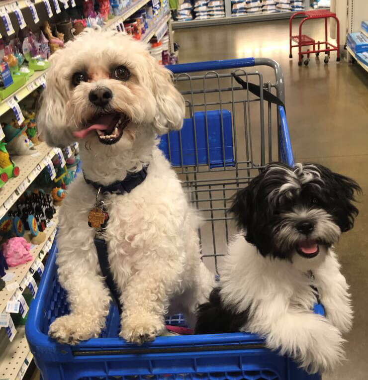 Kirby and Daisy sit in a shopping cart during a trip to Petsmart in July, 2019. 