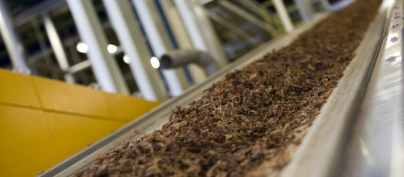 Conveyor carrying raw tobacco through a production facility.