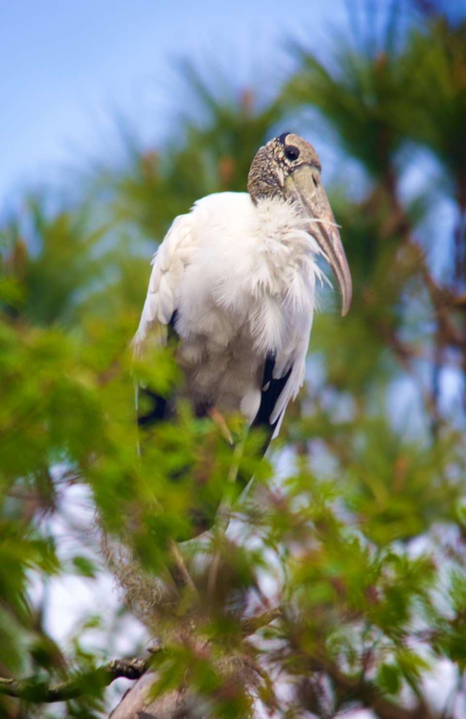 Another look at a wood stork at the Cypress Wetlands.