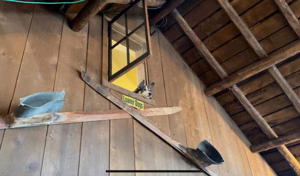 Rio the Galena Lodge “loaner dog” pokes his head out from the second-floor office. A TikTok video of Rio at this window went viral recently. Nicole Blanchard/nblanchard@idahostatesman.com