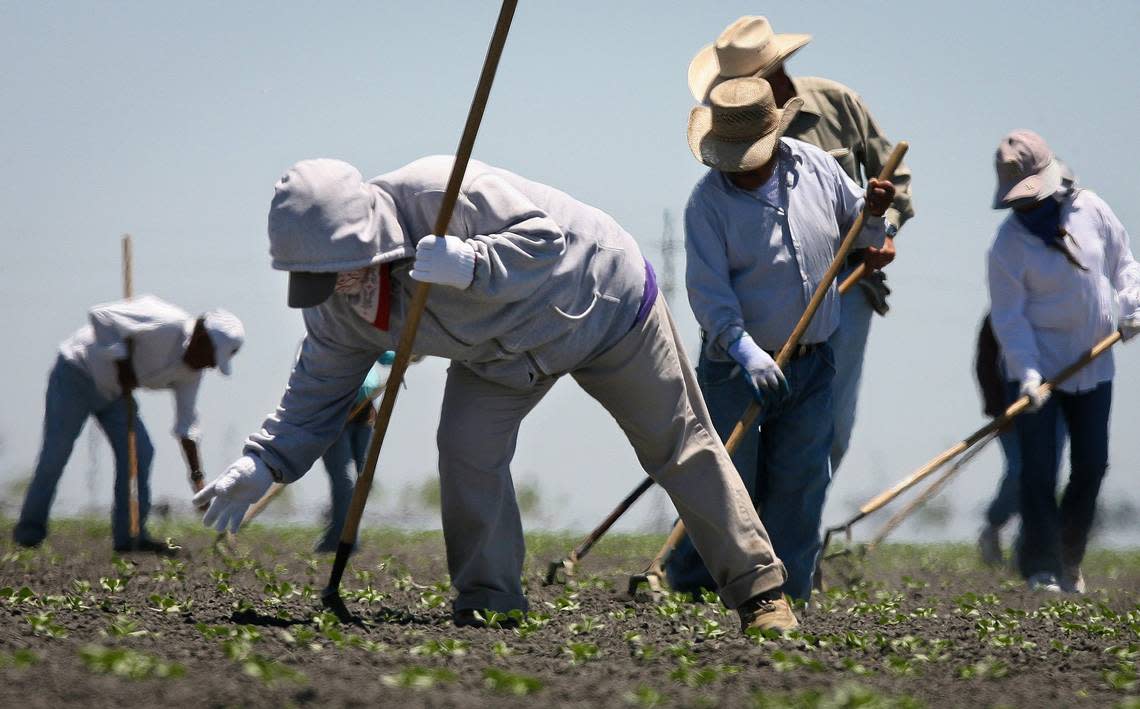 Farm workers thinning a Firebaugh canatalope field.