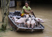 <p>Evangeline Garcia paddles a boat-load of piglets to safety at a flooded village in Quezon city, metropolitan Manila, Philippines on Friday, July 20, 2018. Southwest monsoon rains brought about by a tropical storm continue to flood parts of the metropolitan and provinces causing school and work suspensions. (AP Photo/Aaron Favila) </p>